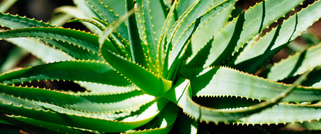 Lee más sobre el artículo Aloe vera, un gran aliado para afrontar el otoño